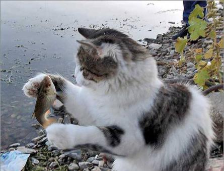 Чому кішка не їсть рибу У результаті вживання рибних продуктів у кішки помітно покращується