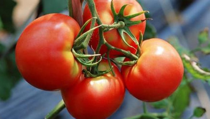 الطماطم لحماية القلب وتفتيح البشرة 87e1853963fcf02