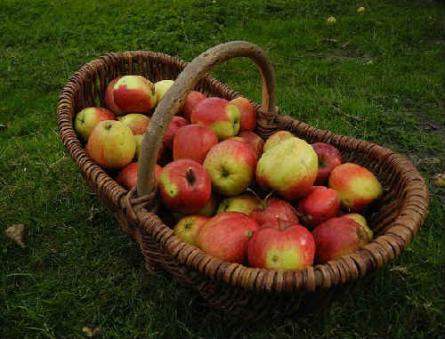 عصير التفاح لفصل الشتاء من خلال عصارة