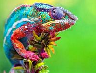 Як хамелеон змінює колір та від чого це залежить?