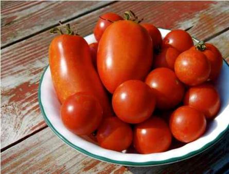Kaip skudurais uždengti pomidorus žiemai